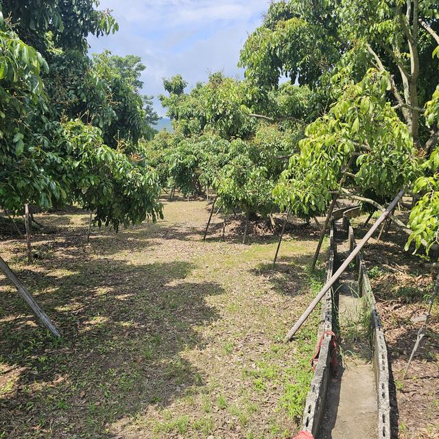 สวนลำไย 5 ไร่ อำเภอจอมทองจังหวัดเชียงใหม่ 8