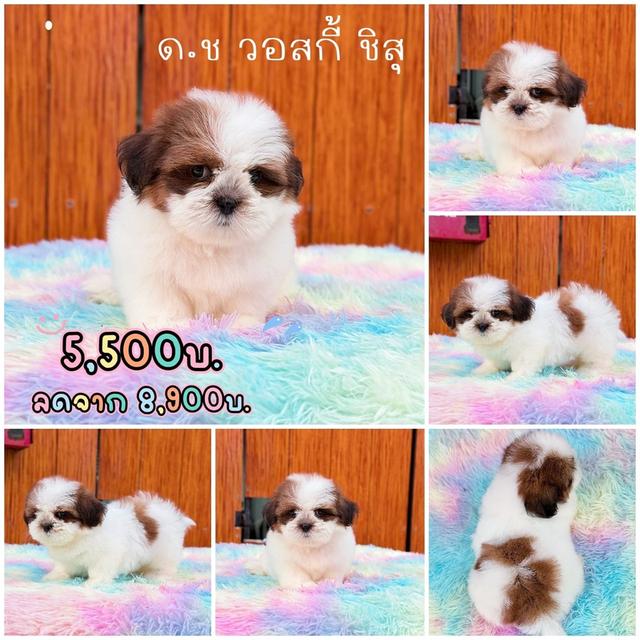 ชิสุแท้ เพศผู้ มาร์คสวย