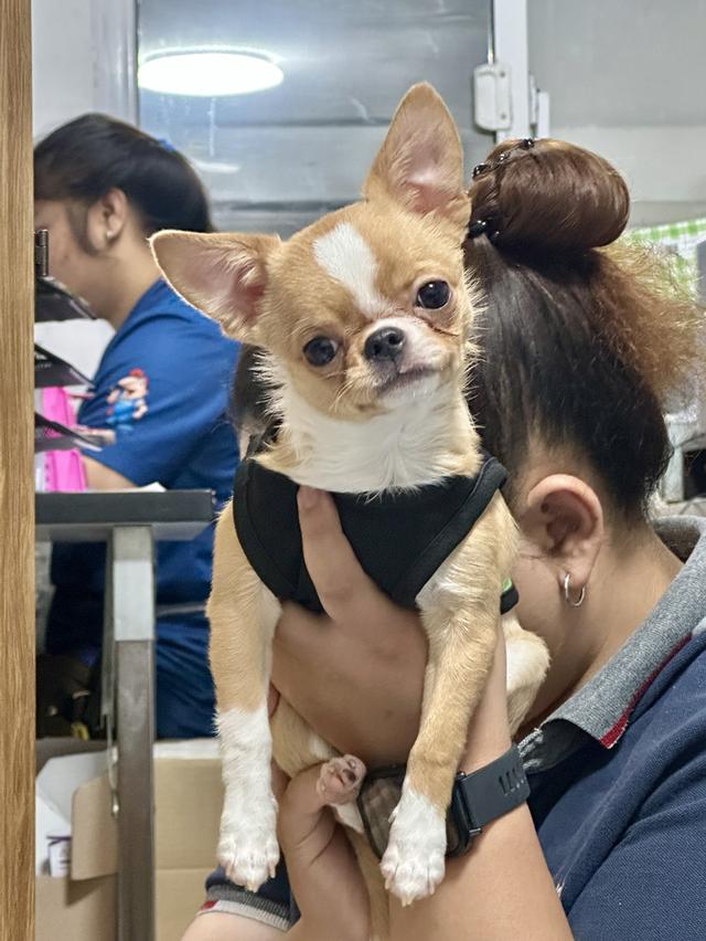 สุนัขพันธุ์ชิวาวา ขนสั้น เพศผู้ มีใบเพดสมาคม