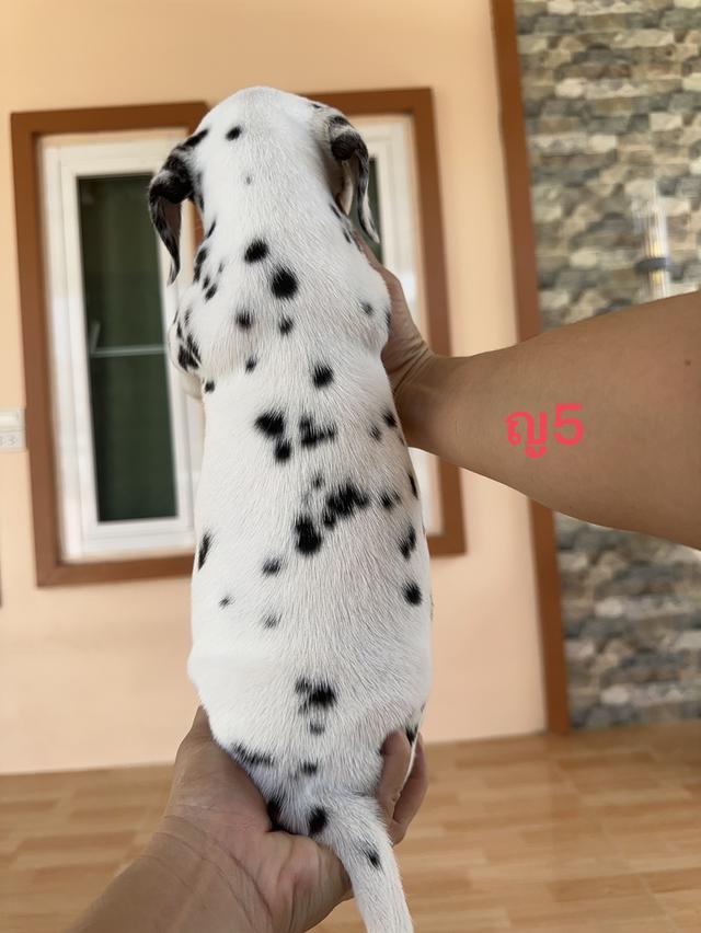 สุนัขพันธ์ดัลเมเชี่ยน