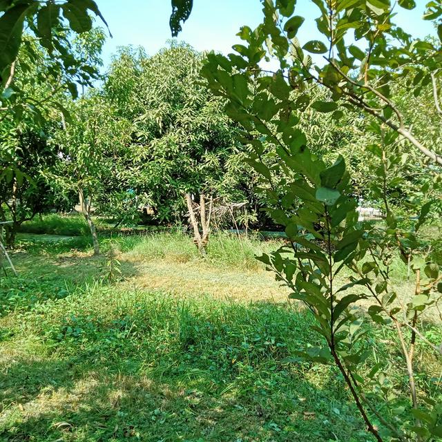 ขายสวนมะม่วงพร้อมบ้านเนื้อที่1ไร่58ตารางวาราคา2400000บาท 12