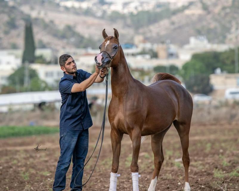 Arabian Horses | WhatsApp me : +66 63 826 3042