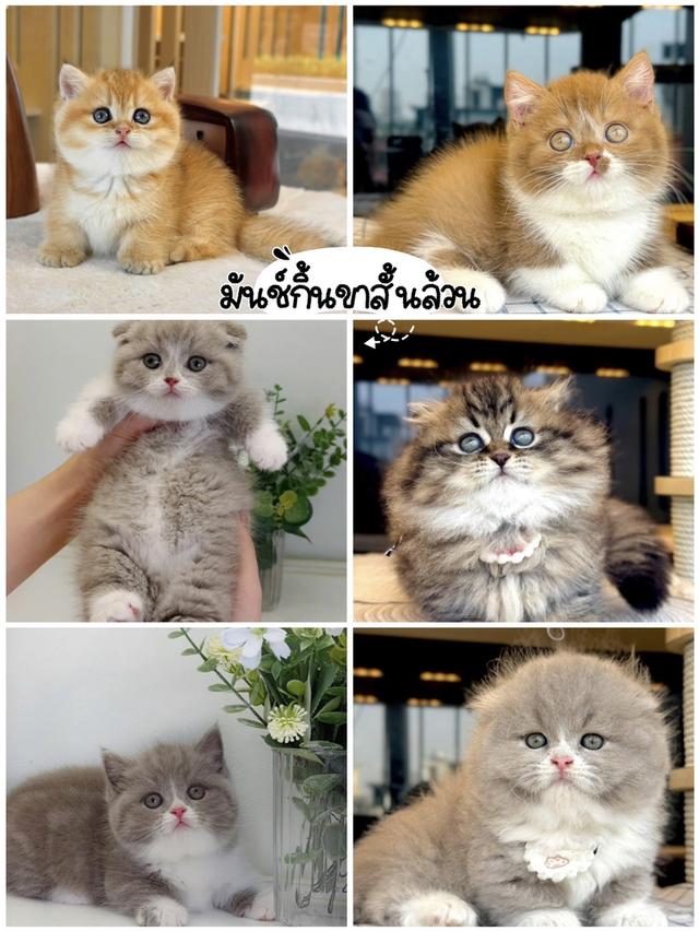 แมวมันช์กิ้นขาสั้นชายหญิงมีพร้อมเรทเริ่มต้นเพียง25,000