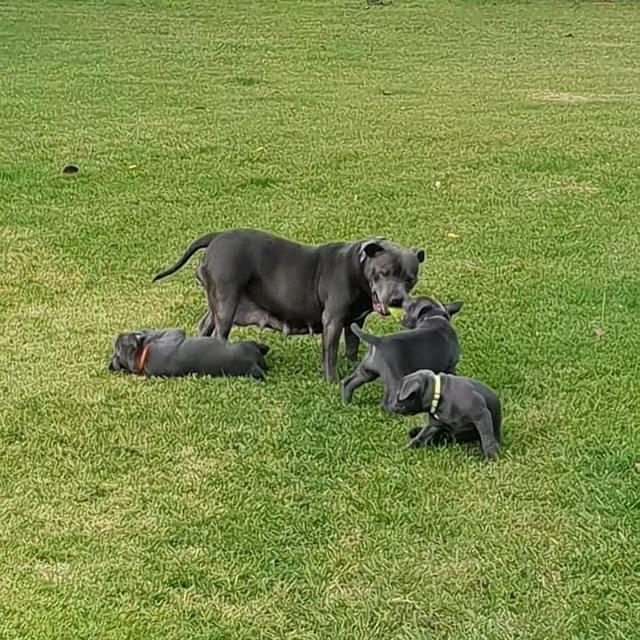 Staffordshire Bull Terrier Puppies  WhatsApp me : ( +63 985 762 7466 ) 3