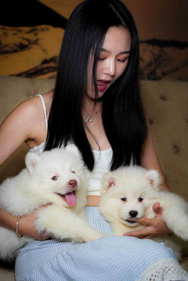 ไซบีเรียนขาว Pure white husky 11