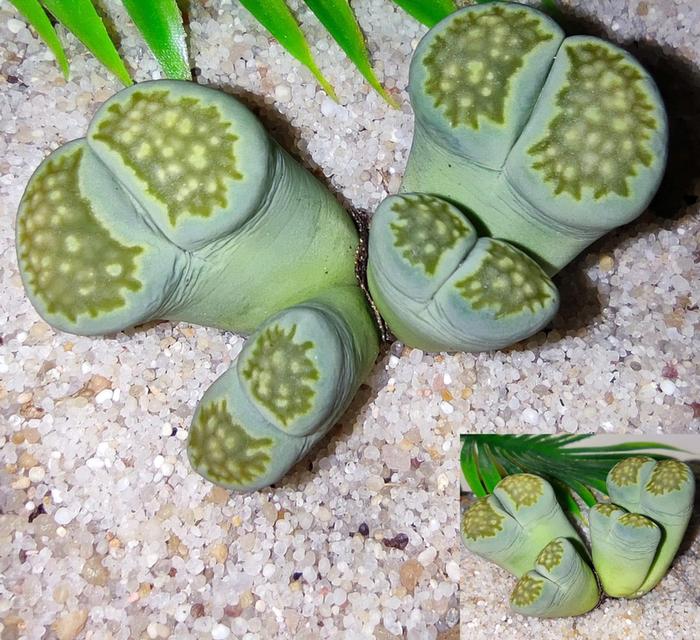 กุหลาบหิน Lithops แบบกอ