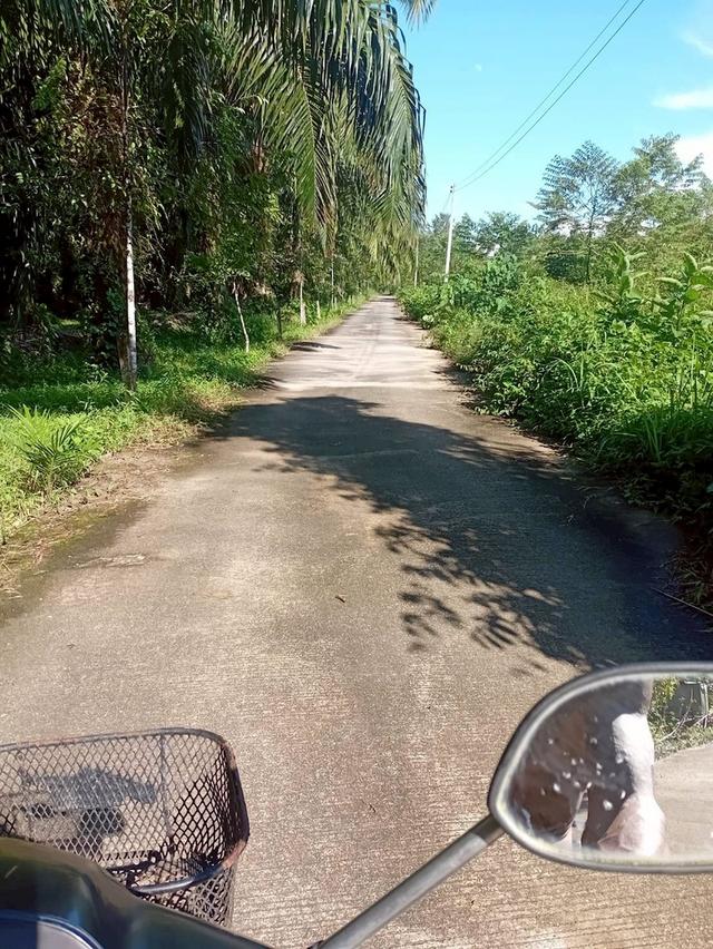 ขายที่ดินพร้อมสวนปาล์ม ทำเลทอง 26 ไร่ 97.1 ตร.ว. อ.เมืองพังงา หลังการยางแห่งประเทศไทย จ.พังงา 13