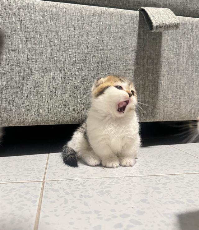 ลูกแมวขาสั้นมัชกิ้นตัวผู้ 4