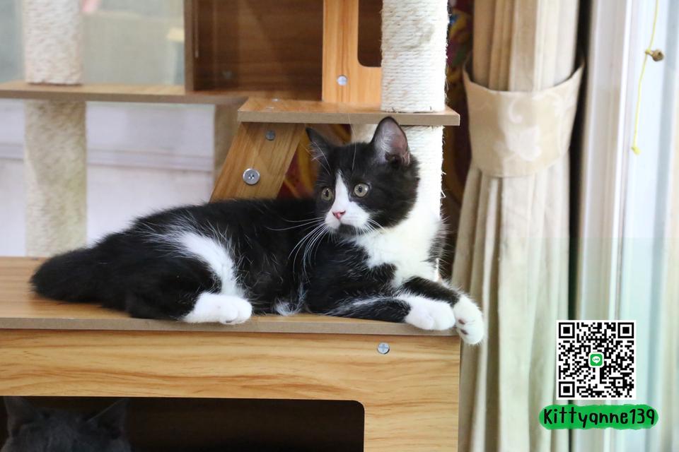 ลูกแมวบริติชหิมาลายันพร้อมย้ายบ้าน รูปที่ 9