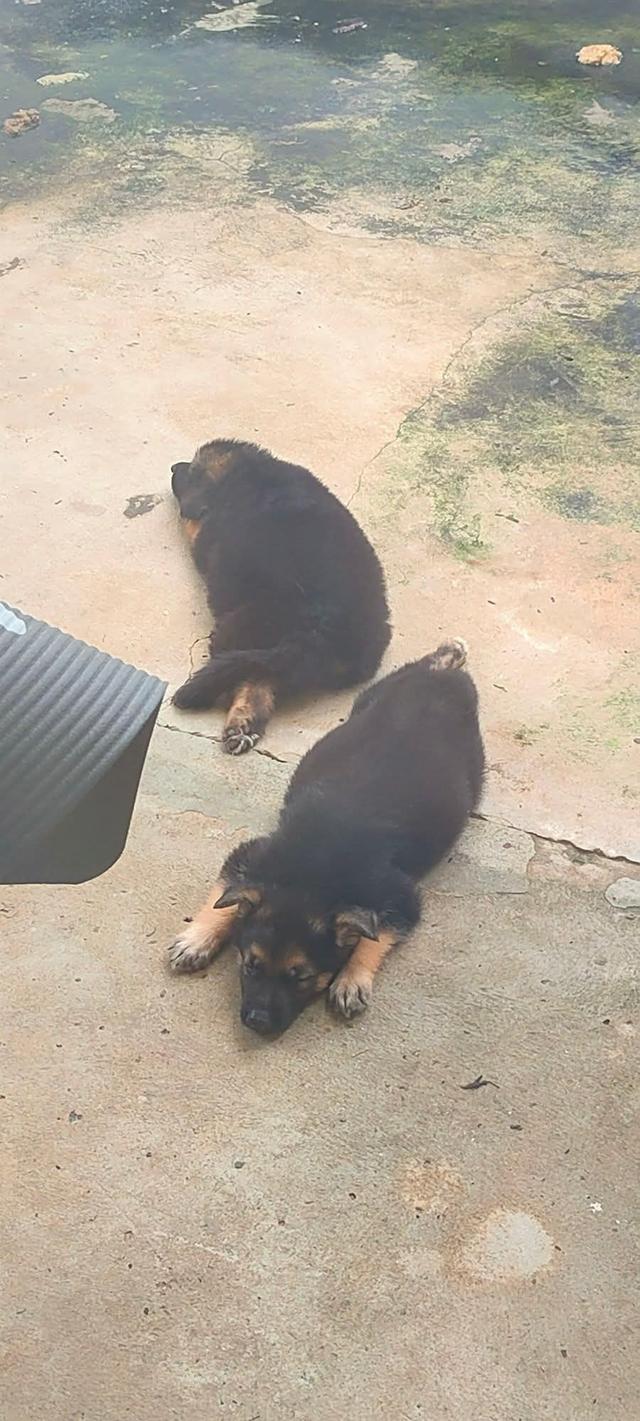 สุนัข