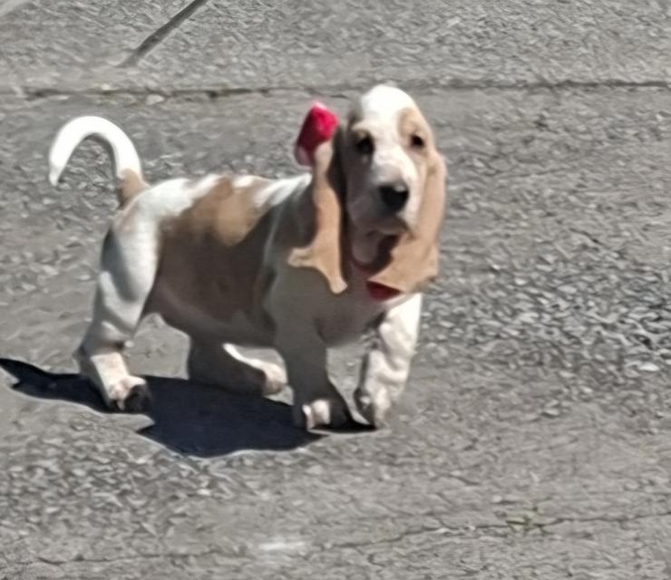 บาสเซ็ตฮาว์ดใบเพ็ดสมาคมพัฒนาพันธุ์สุนัข 4