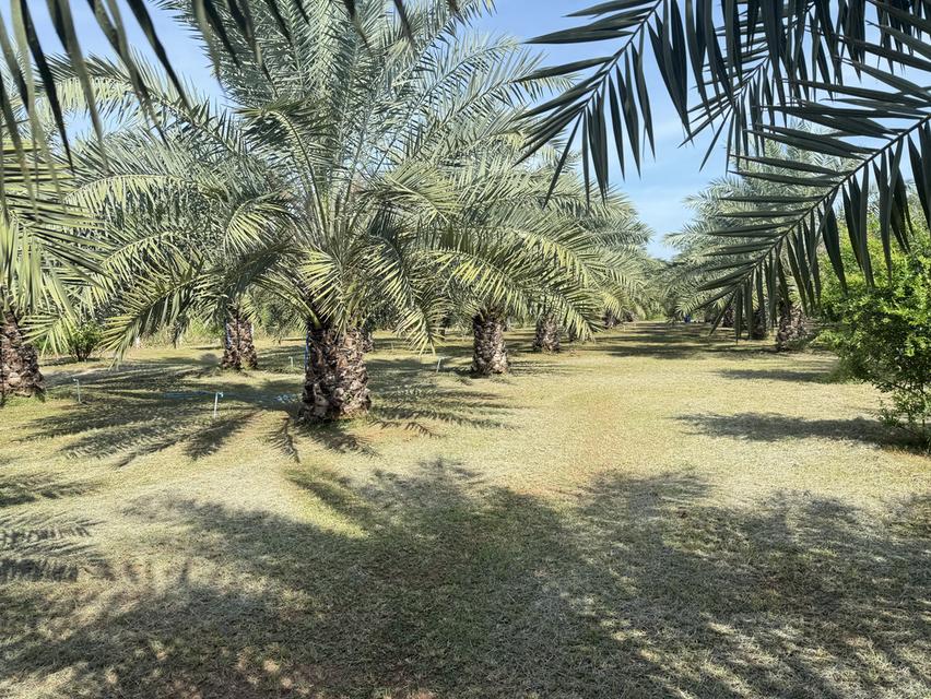 ที่ดิน 9ไร่ 1งาน 38ตารางวา สวนผลไม้ พร้อมบ้าน และสิ่งปลูกสร้าง 3