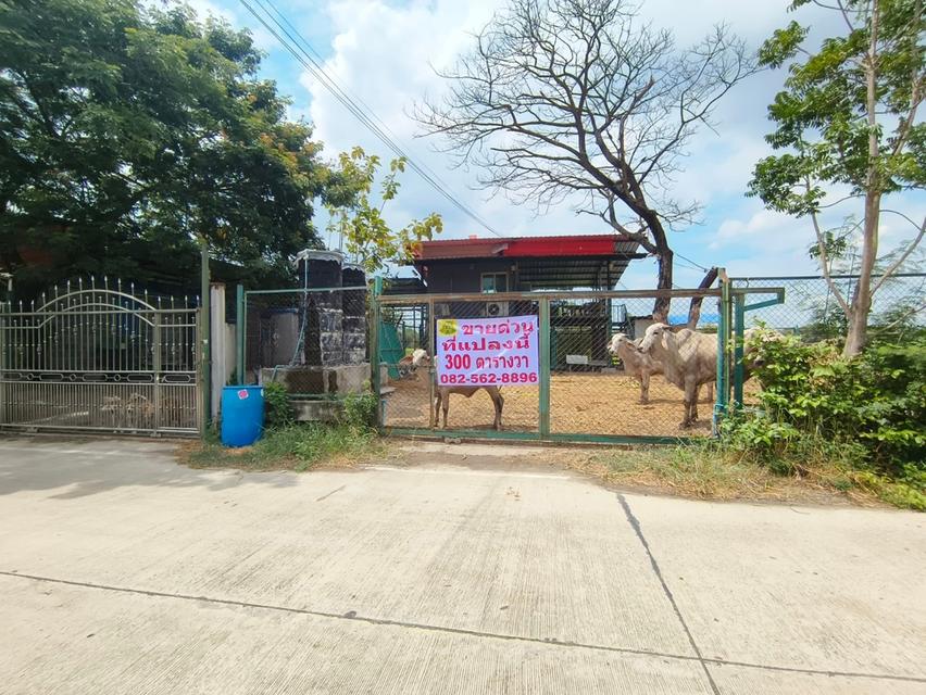 ขายบ้านพร้อมที่ดิน คลอง6 คลองหลวง ซอยคลองหกตะวันตก69 จังหวัดปทุมธานี 4