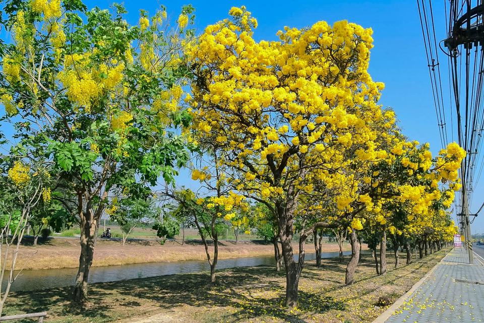 ต้นเหลืองปรีดียาธร