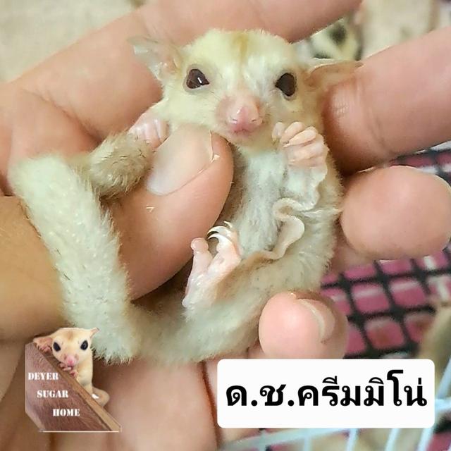 ชูการ์ไกลเดอร์ 11