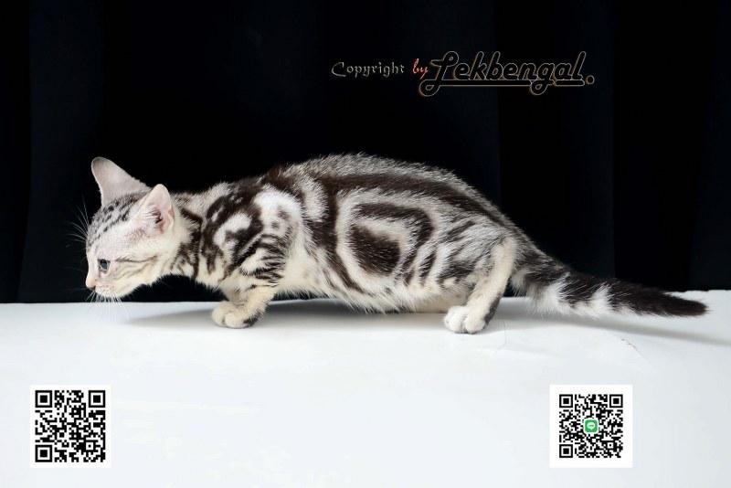 ขายลูกแมว อเมริกันชอตแฮร์ American Shorthair  6