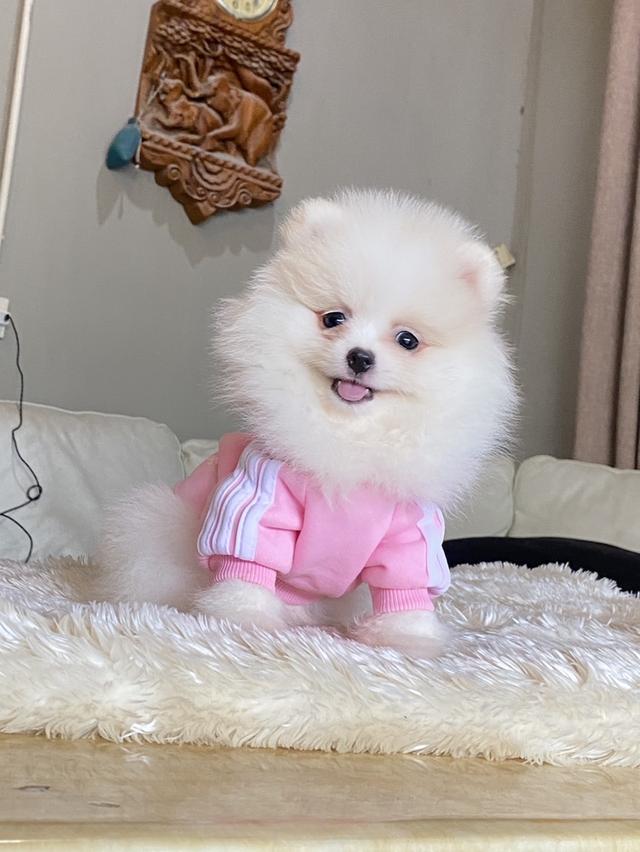 ปอมแท้ อายุ2เดือน มีหลายตัวให้เลือก ราคากันเอง  7