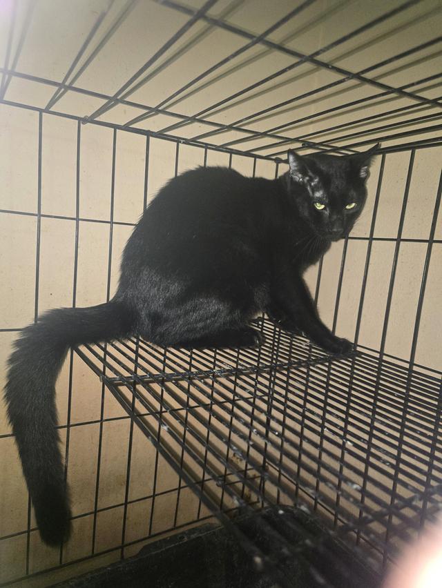 แมวโกญจา 9