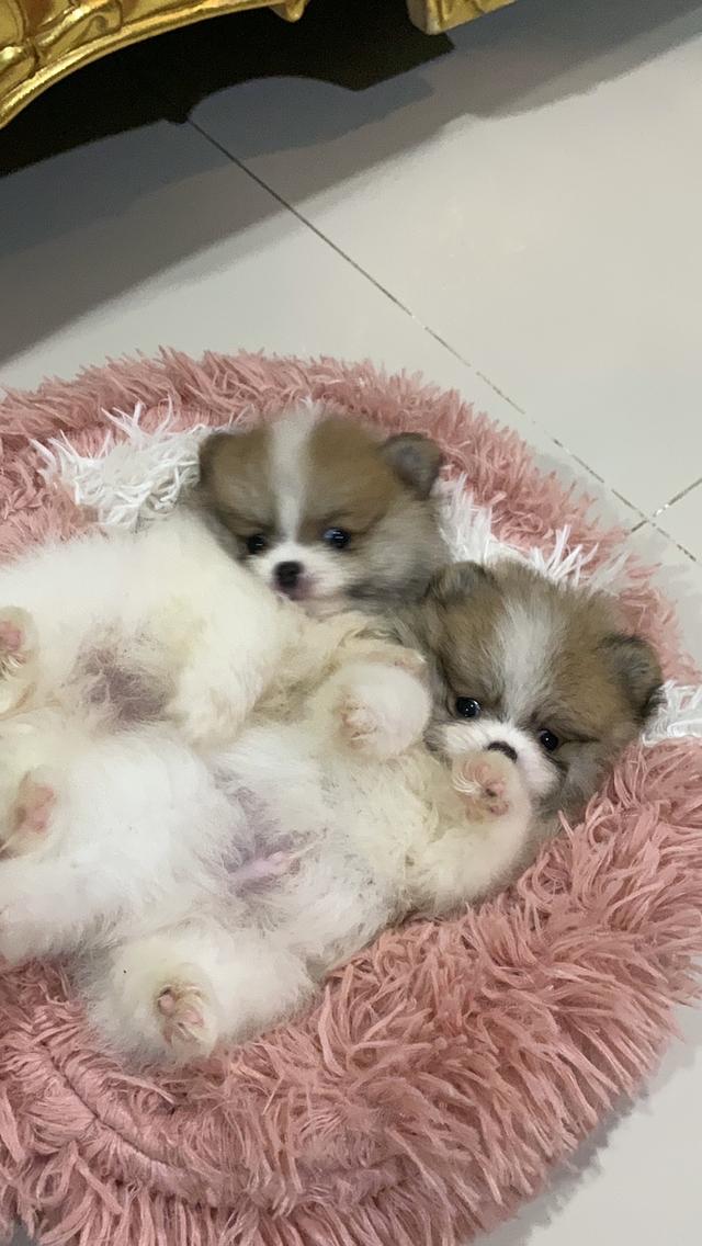 ลูกปอมเมอเรเนียนแท้ มาดูตัวจริงได้ รูปย่อยที่ 3