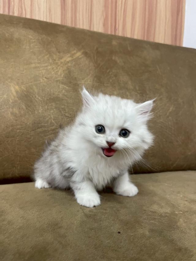 ลูกแมวบริติช