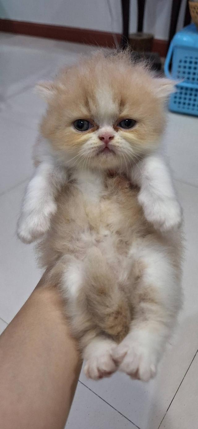 ลูกแมวแอคโซติก 3