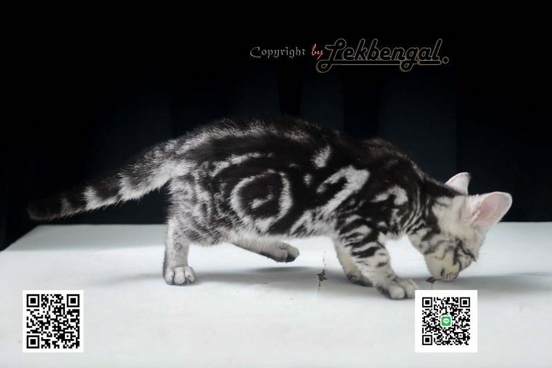 อเมริกันชอตแฮร์พันธุ์แท้ รูปย่อยที่ 2