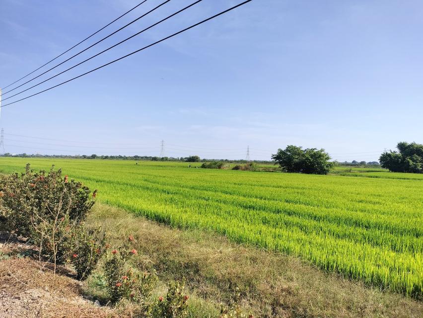 ขายที่ติดถนน170ไร่ ปทุมธานี 10