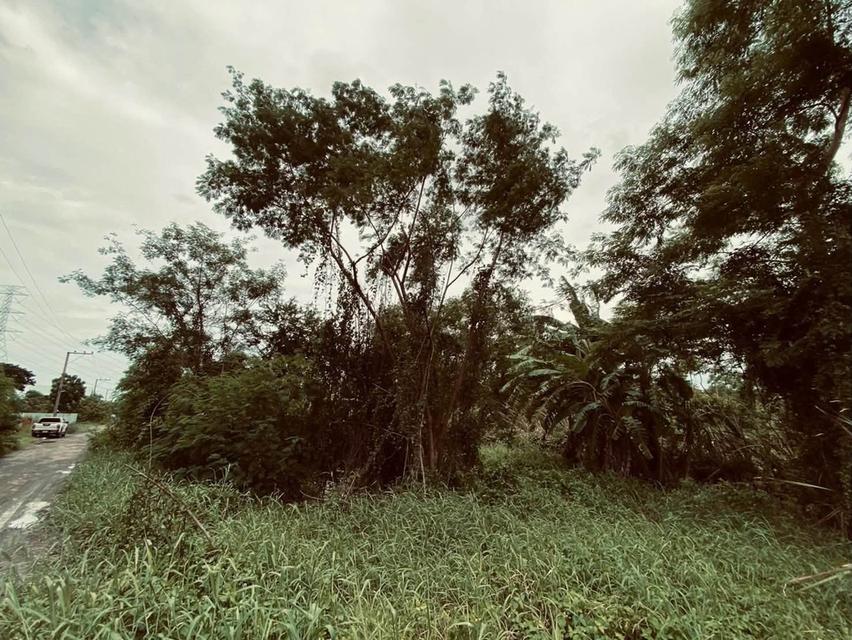 ขายถูกต่ำกว่าประเมิน 292 ตรว ติดถนนสาธารณะ คลอง 13 ฝั่งตะวันตก หนองจอก กทม. 4