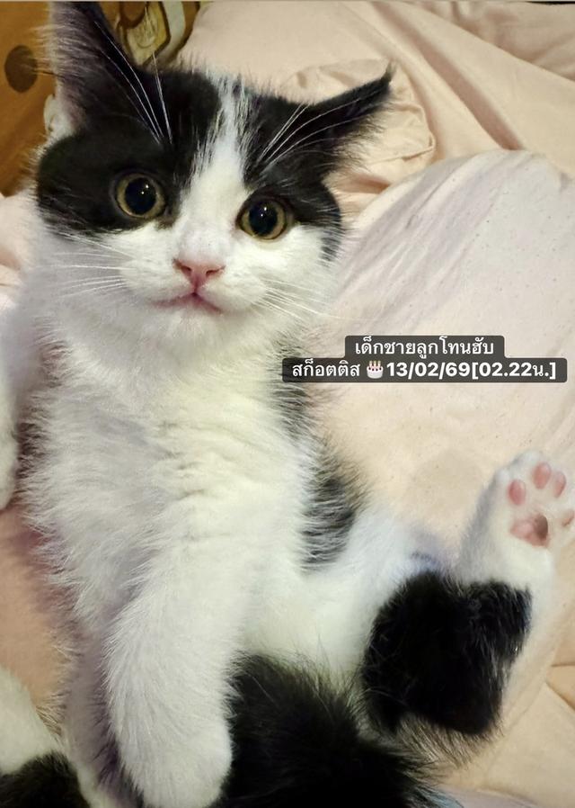 ลูกแมวสายพันธุ์สก็อตติชโฟลด์ รูปที่ 2
