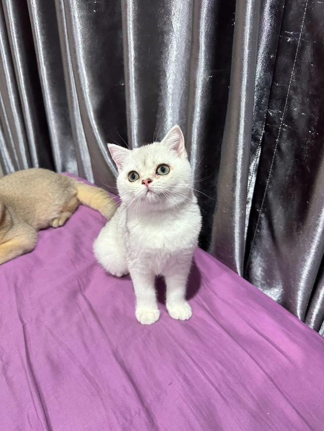 บริติช3เดือนวัยกำลังซนฮะ 2