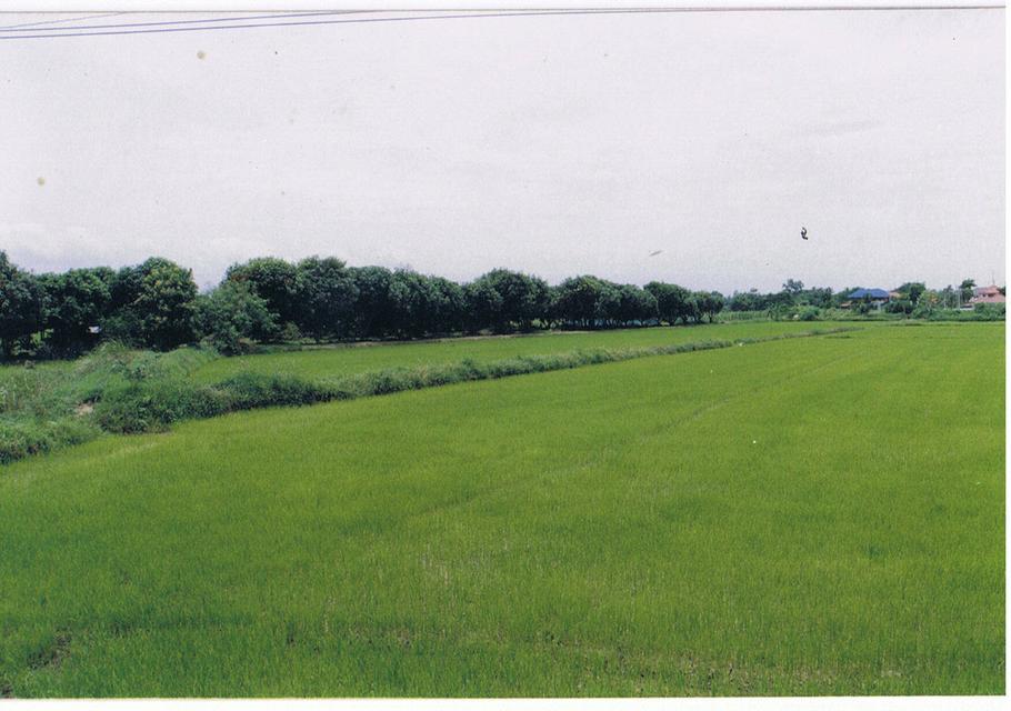 ที่ดิน อ.เมือง จ.สิงห์บุรี เนื้อที่ 4 ไร่ เหมาะสำหรับทำปั้มน้ำมัน, จุดชาร์จรถยนต์ไฟฟ้า, โกดังสินค้า 4