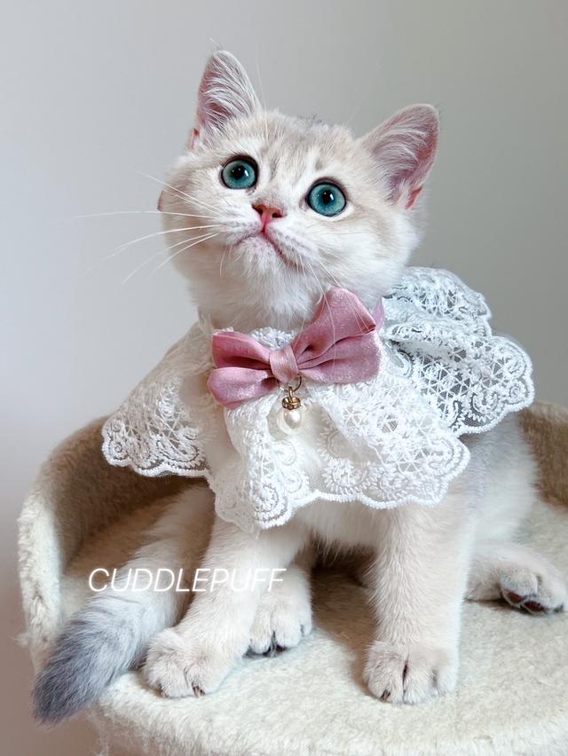 แมว British Shorthair