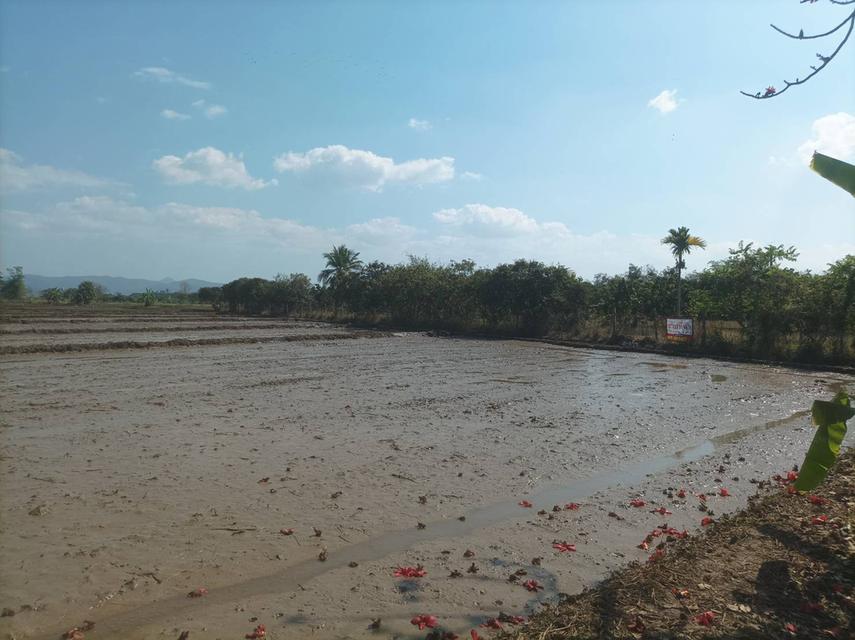 ขายที่ดิน 5ไร่3งาน ต.ป่าป้อง อ.ดอยสะเก็ด จ.เชียงใหม่ 14