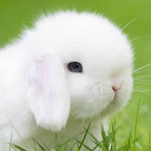 กระต่ายฮอลแลนด์ลอป สีขาว 2