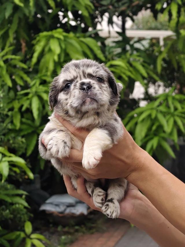Fluffy French Bulldog