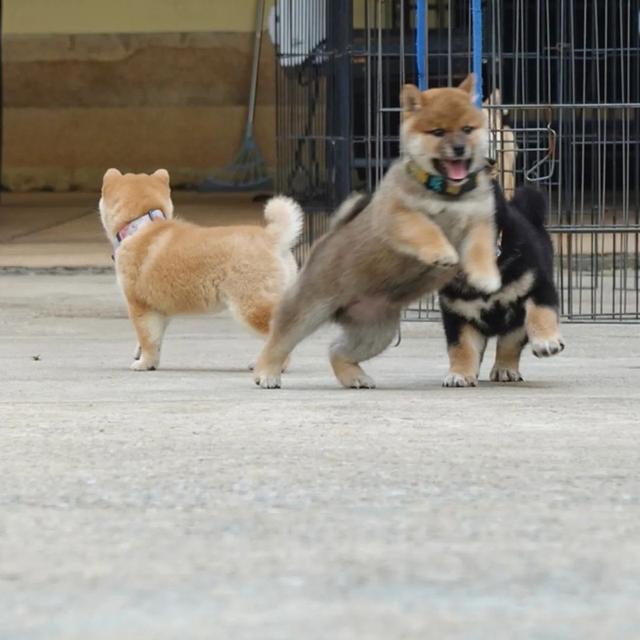 Shiba Inu Puppies  WhatsApp me : ( +63 985 762 7466 )