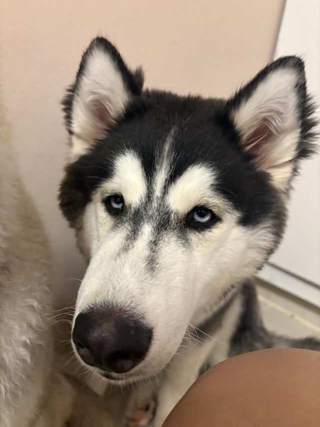 Siberian huskies looking for a home รูปที่ 7