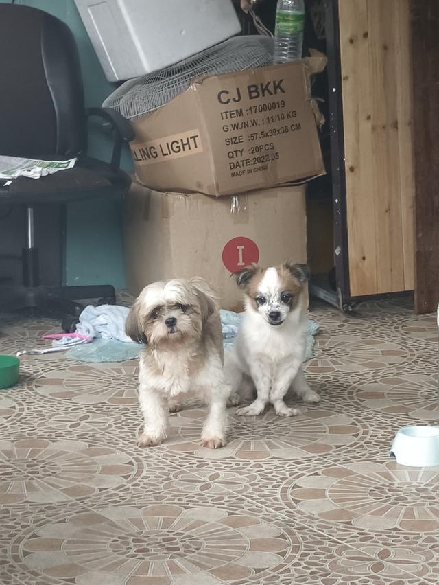 สุนัขพันธุ์ผสมชิวาว่าชิสุ เพศผู้ อายุ 5ปี+สุนัขพันธุ์ชิสุแท้ เพสผู้ อายุ 3ปี