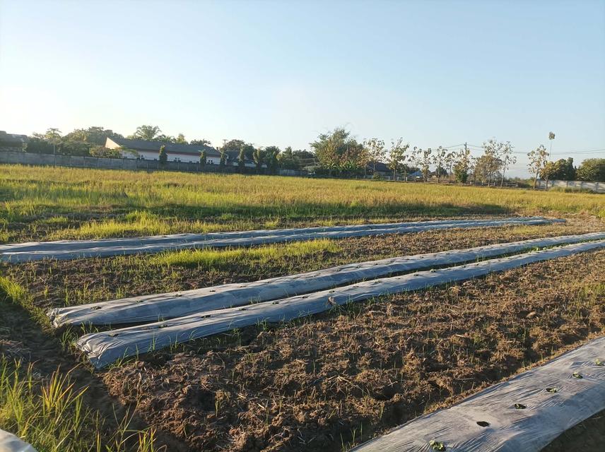 ขายที่ดิน 9ไร่3งาน ต.ป่าป้อง อ.ดอยสะเก็ด จ.เชียงใหม่ 1