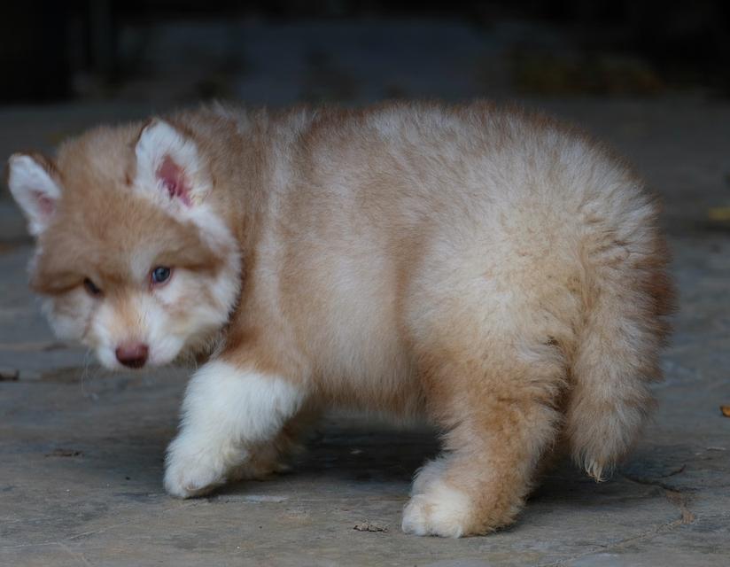 ไซบีเรียนฮัสกี้ Siberian husky 2