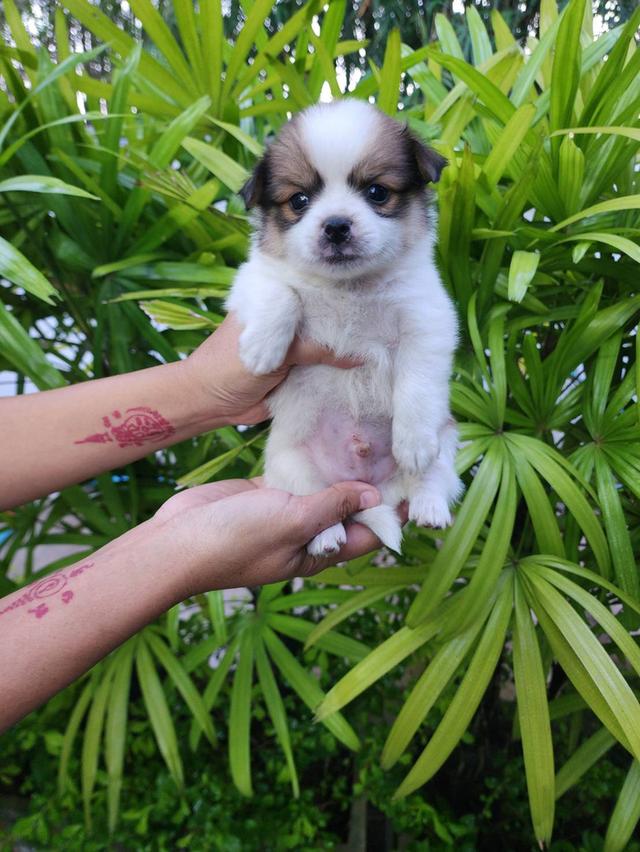 ลูกสุนัขชิวาวาขนยาว. รูปที่ 3