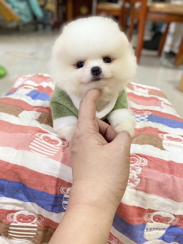 ลูกปอมเมอเรเนียนแท้ สอบถามได้ค่ะ