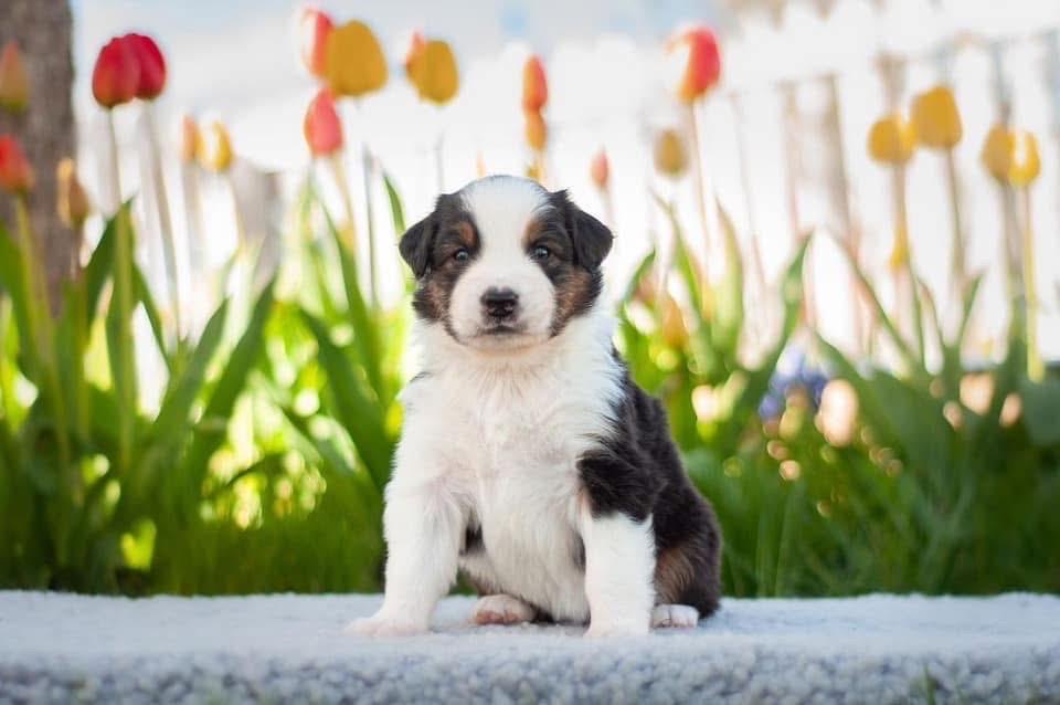 ลูกสุนัข Australian Shepherd สินสอดเบาๆ