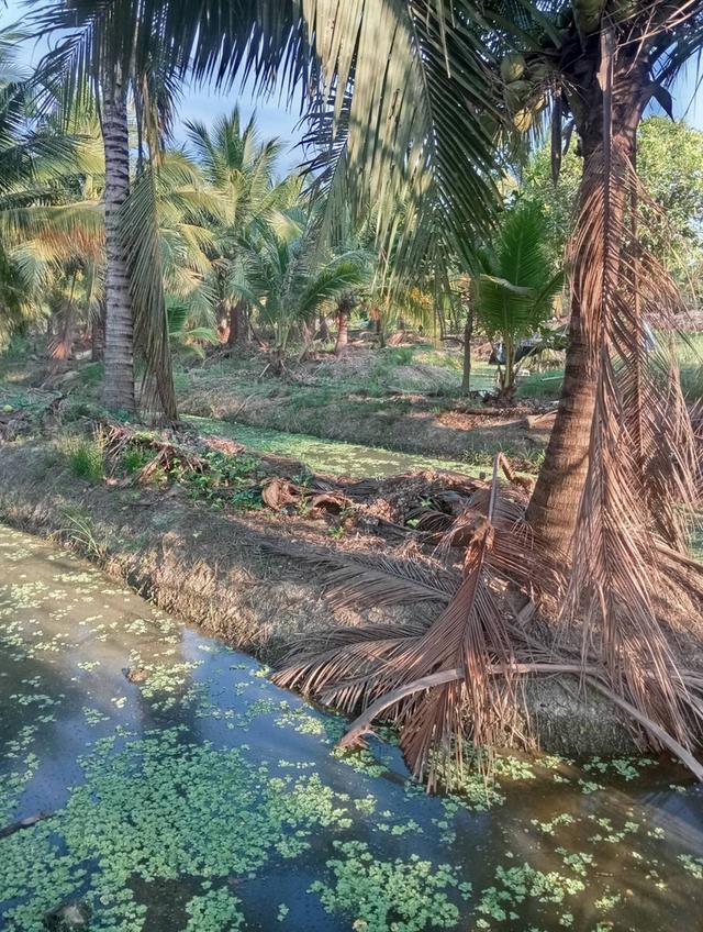 ขายที่ดินพร้อมสวนมะพร้าวน้ำหอมพร้อมเก็บผลผลิต 9