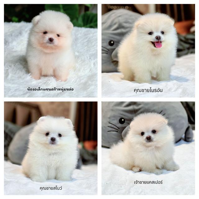 ปอมขาว4หนุ่มโสดไซส์เล็กขนแน่นสวยแข็งแรงวัคซีนและถ่ายพยาธิให้ฟรี