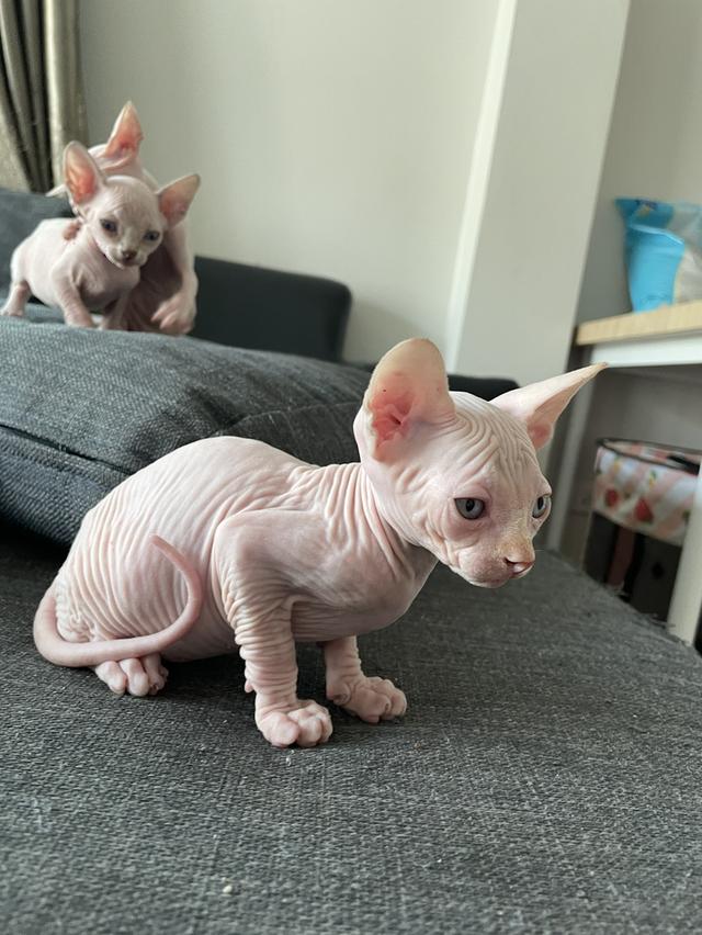 แมวสฟิงซ์แท้ทั้งพ่อและแม่