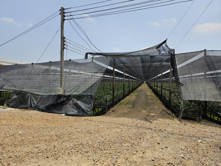 💫ขายที่ดิน💫 พร้อมโรงเรือนกล้วยไม้ 43ไร่ 2งาน กำแพงแสน นครปฐม เพียง 650,000/ไร่ 7