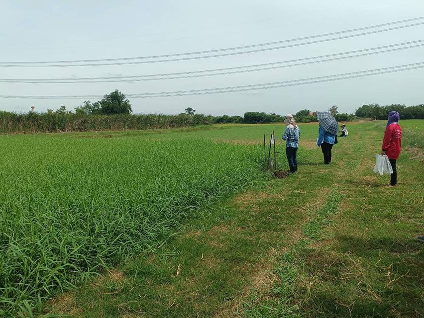 ขายที่ดิน 110 ตร.วา 199,000บาท อ.ดอนตูม จ.นครปฐม 2