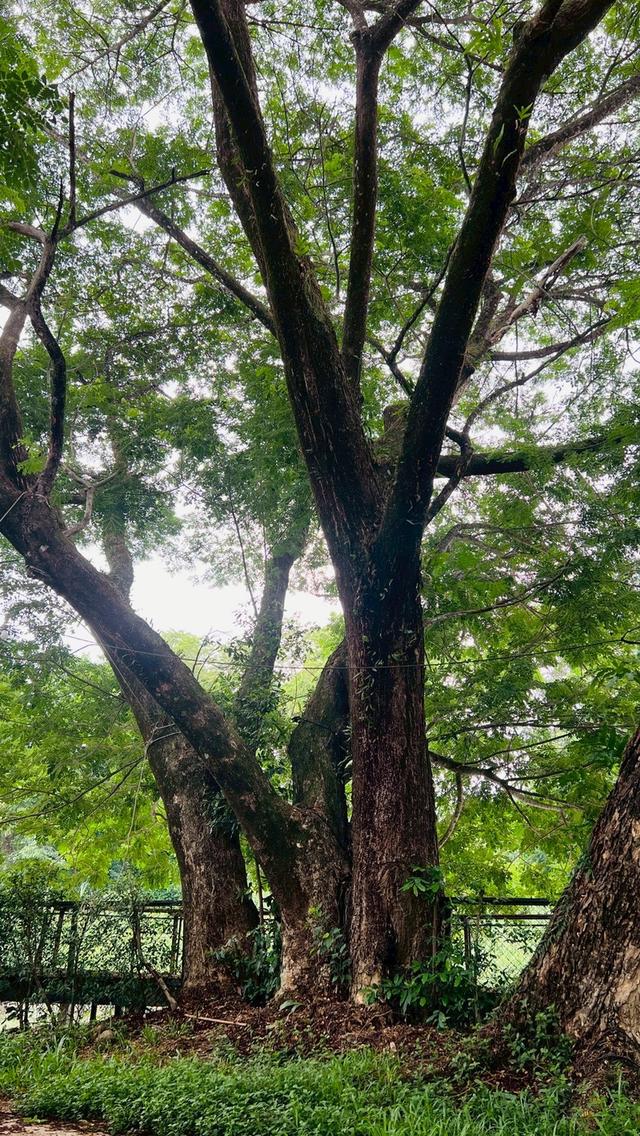 ที่ดินริมน้ำนครนายก ทำเลสาริกา สำหรับบ้านพักและการลงทุน 12