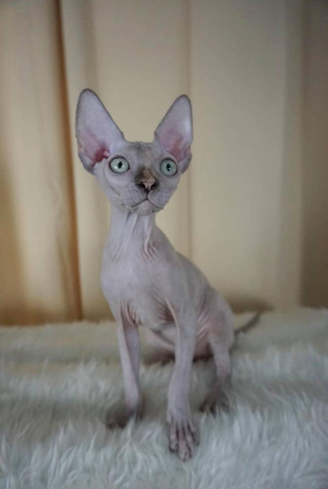 3.แมวสฟิงซ์/เพศเมีย หาบ้าน Sphynx Cat/Female looking for a new home 5